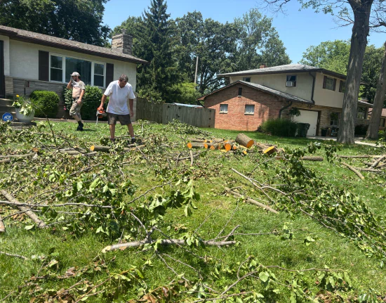 Mds Tree Care b