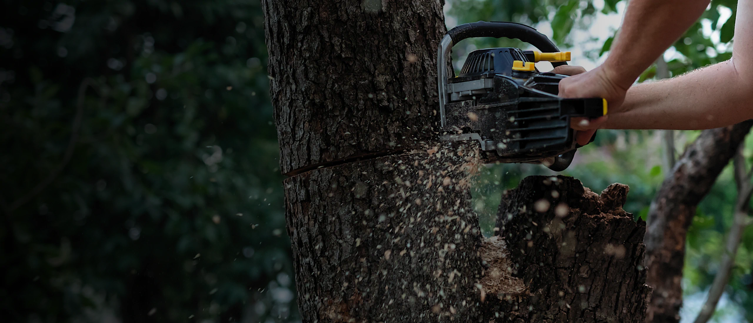Mds Tree Care hero 1