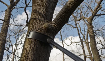 Tree Cabling & Bracing