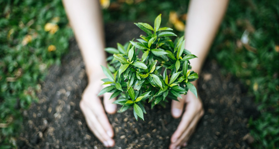 Tree Planting