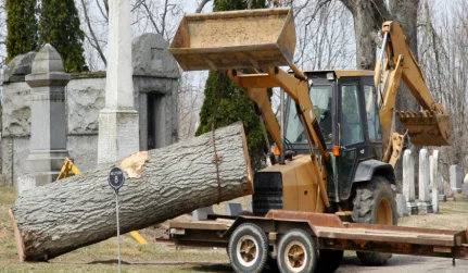Tree Removal