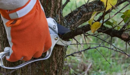 Tree Trimming & Pruning